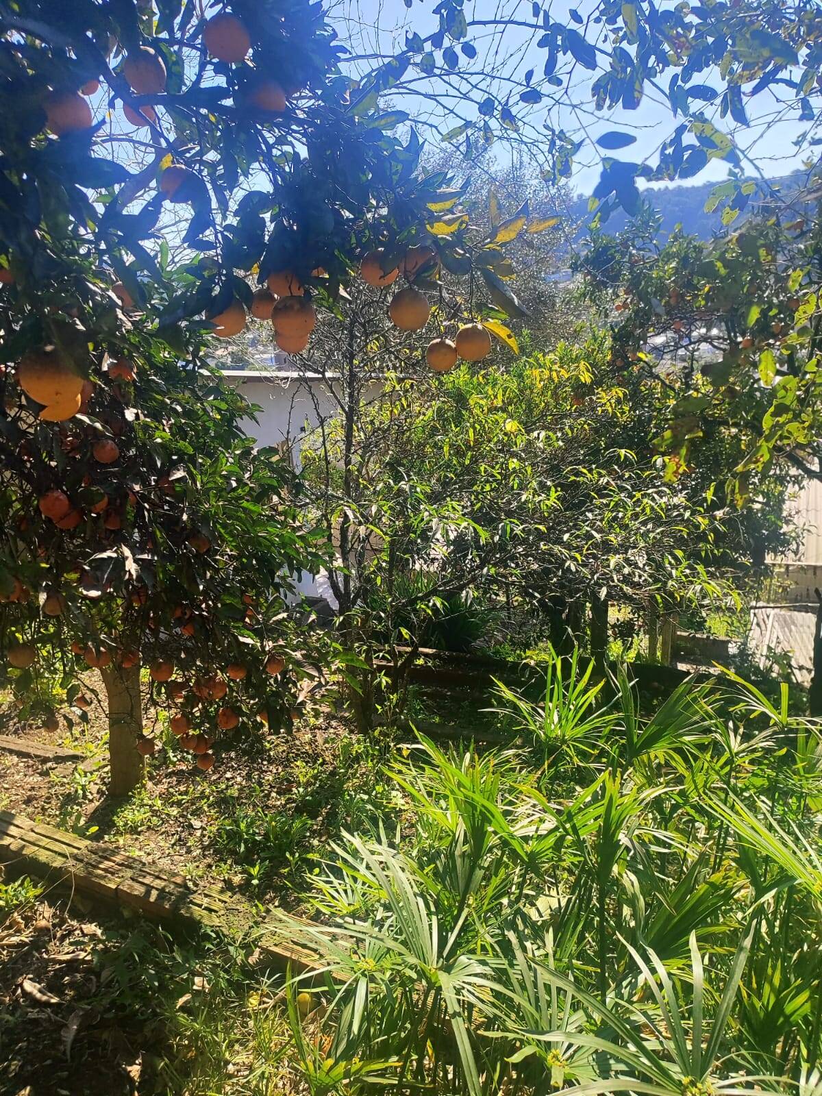 Casa, 3 quartos, 160 m² - Foto 33